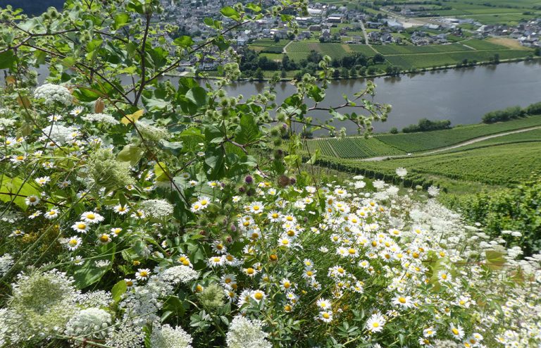 Landpartie__0002_P1060949